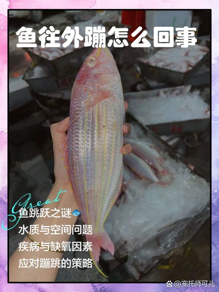 金龍鳳錦鯉為什么蹦出來了