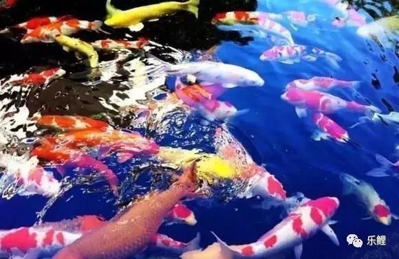 金龍鳳錦鯉為什么蹦出來了