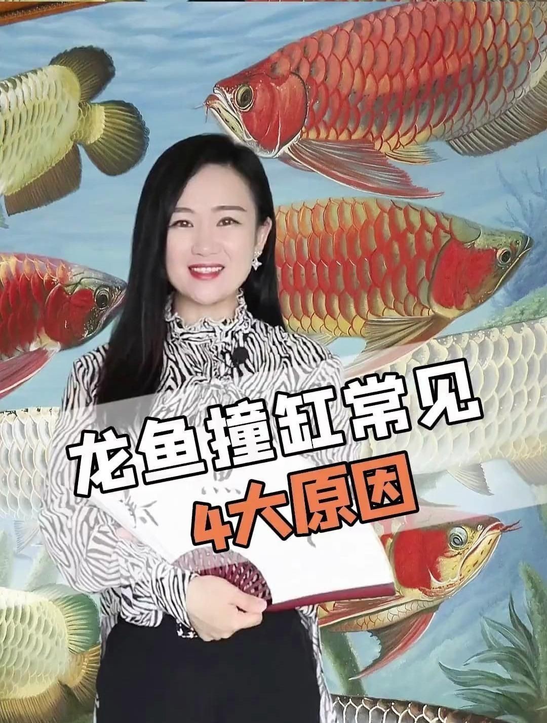 龍魚經常撞缸什么情況