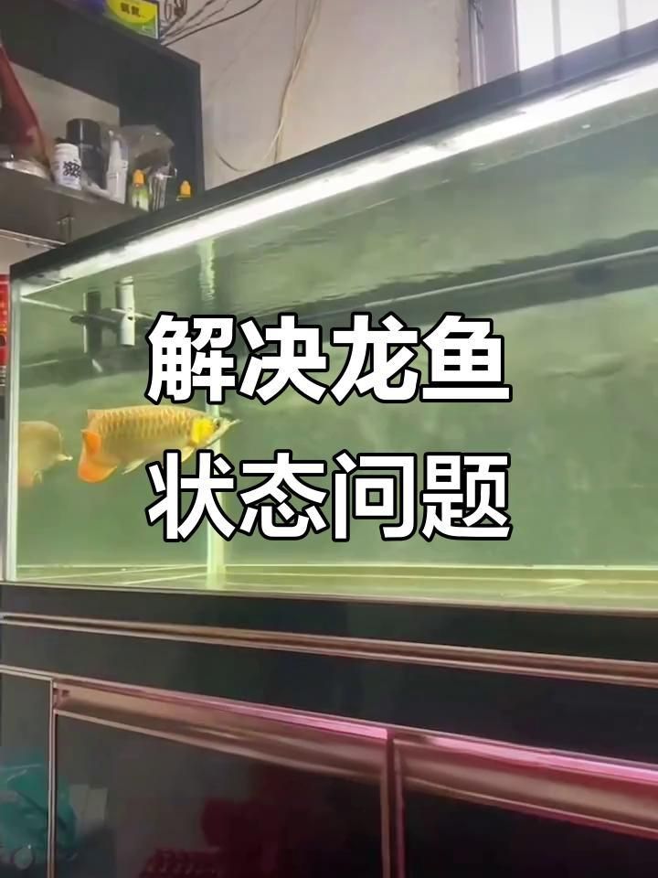 龍魚經常撞缸什么情況