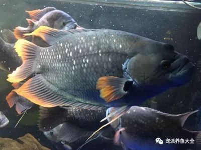 招財金龍魚的寓意：戰船魚可以與龍魚混養嗎？