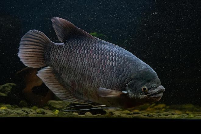 招財金龍魚的寓意：戰船魚可以與龍魚混養嗎？