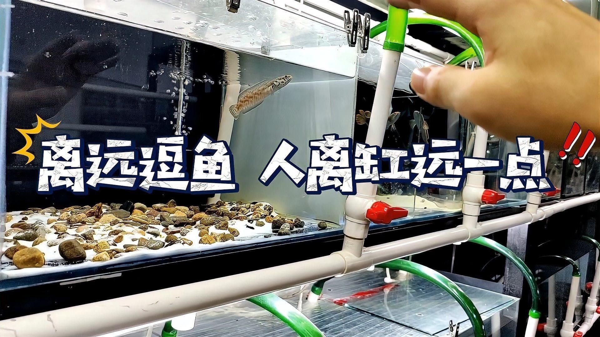 雷龍魚一直趴缸
