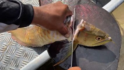 龍魚喂豬肉：龍魚可以喂豬肉嗎？