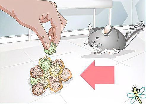 如何訓(xùn)練貓與龍貓和平相處？