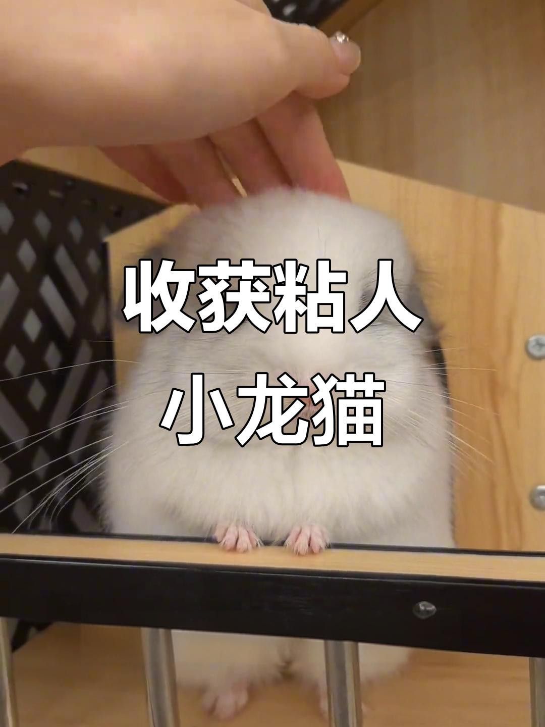 如何訓(xùn)練貓與龍貓和平相處？