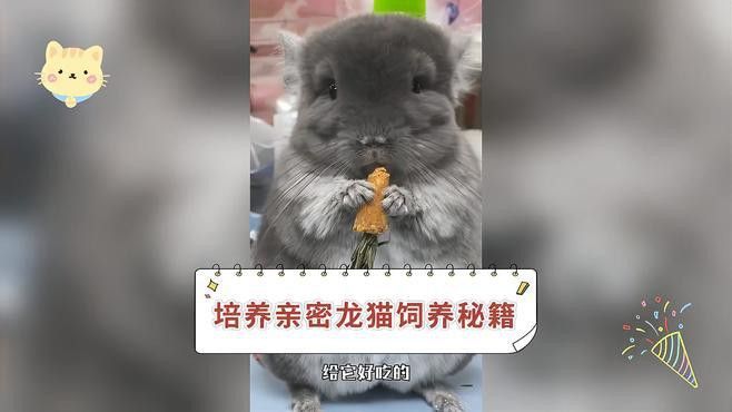 如何訓(xùn)練貓與龍貓和平相處？
