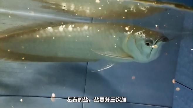 龍魚燒尾后需要隔離多久？