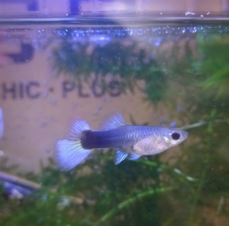 龍魚燒尾后需要隔離多久？