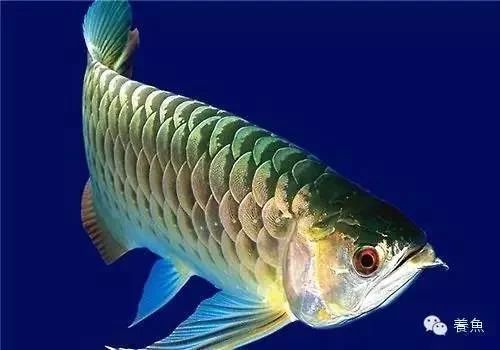 龍魚的最佳喂食時間是幾點：龍魚的最佳喂食時間并沒有統一的規定，龍魚的最佳喂食時間是幾點