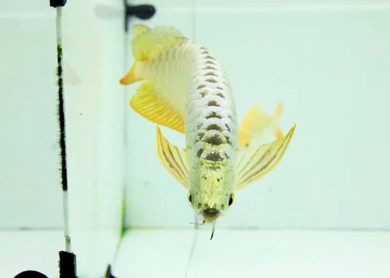 龍魚的最佳喂食時間是幾點：龍魚的最佳喂食時間并沒有統一的規定，龍魚的最佳喂食時間是幾點