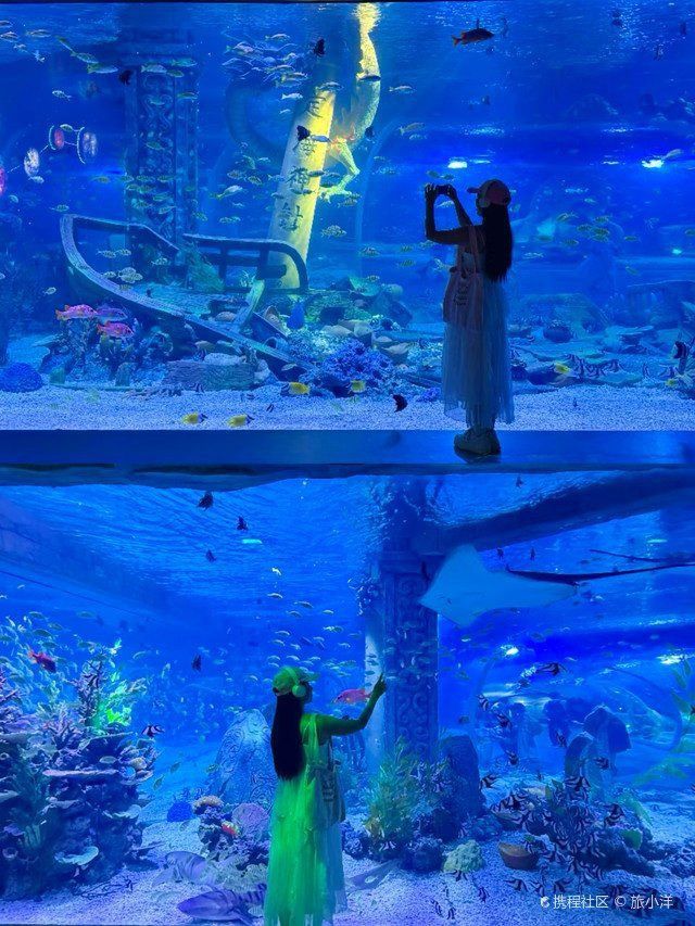 龍華水族市場在哪里