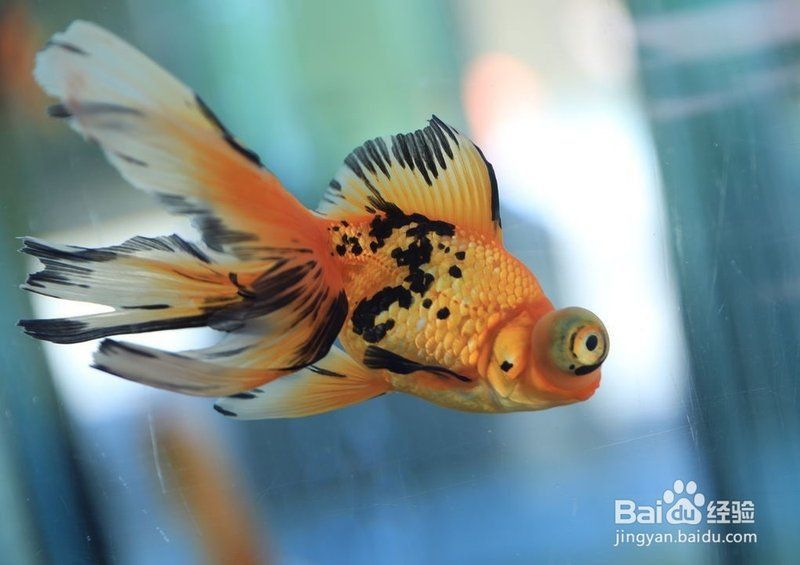 能否提供更多蝶尾金魚(yú)飼養(yǎng)技巧？
