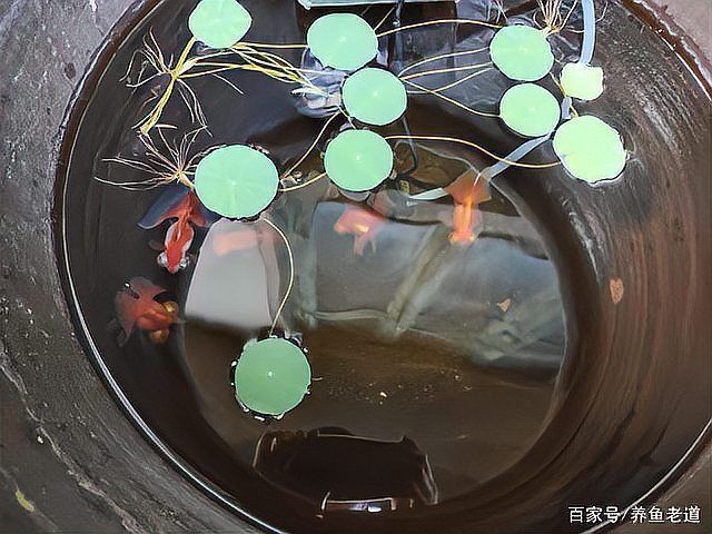 能否提供更多蝶尾金魚(yú)飼養(yǎng)技巧？