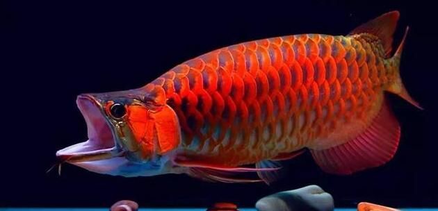紅龍魚雌雄的怎么分辨（如何鑒別幼年紅龍魚性別）