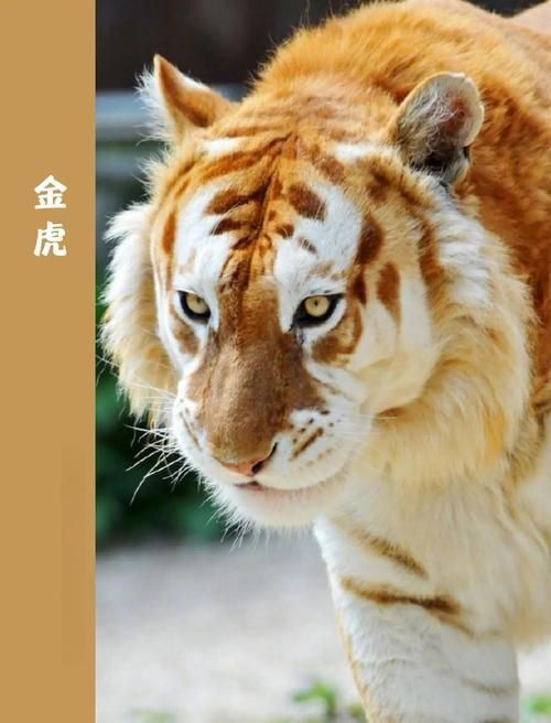 金虎最稀有三個(gè)品種圖片及價(jià)格