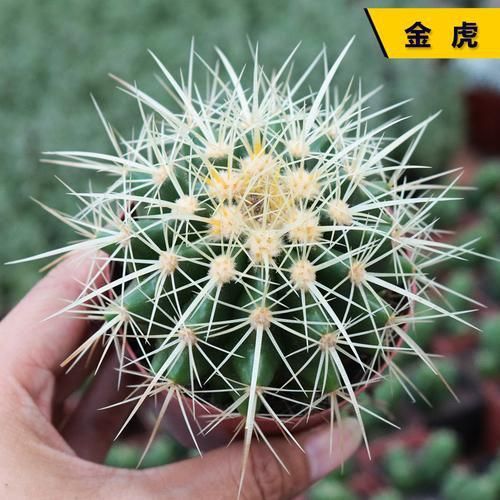 金虎最稀有三個(gè)品種圖片及價(jià)格