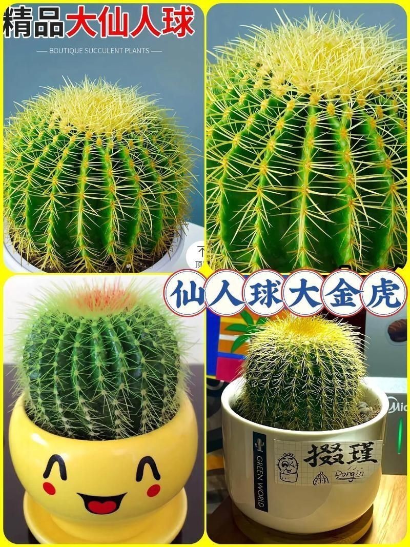 金虎最稀有三個(gè)品種圖片及價(jià)格
