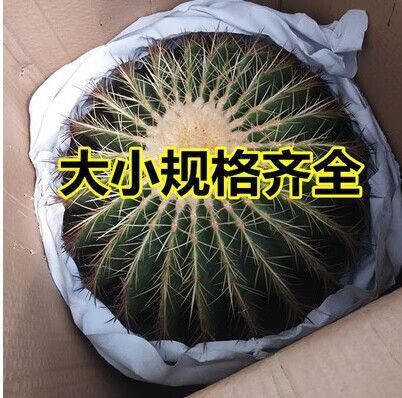 金虎最稀有三個(gè)品種圖片及價(jià)格