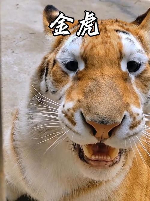 金虎最稀有三個(gè)品種圖片及價(jià)格