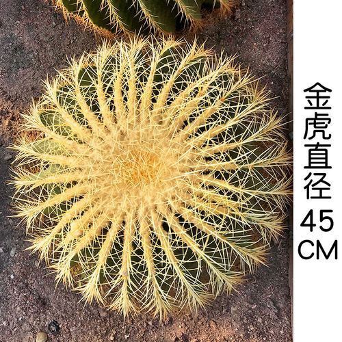 金虎最稀有三個(gè)品種圖片及價(jià)格