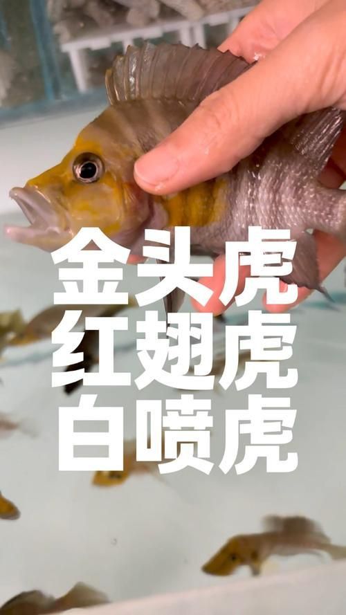 金虎最稀有三個(gè)品種圖片及價(jià)格