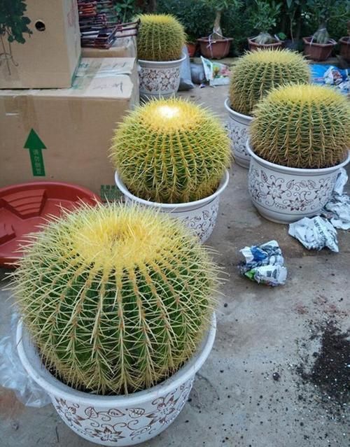 金虎最稀有三個(gè)品種圖片及價(jià)格