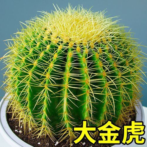 金虎最稀有三個(gè)品種圖片及價(jià)格