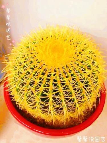 金虎最稀有三個(gè)品種圖片及價(jià)格