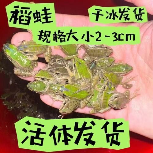 雷龍魚長帆