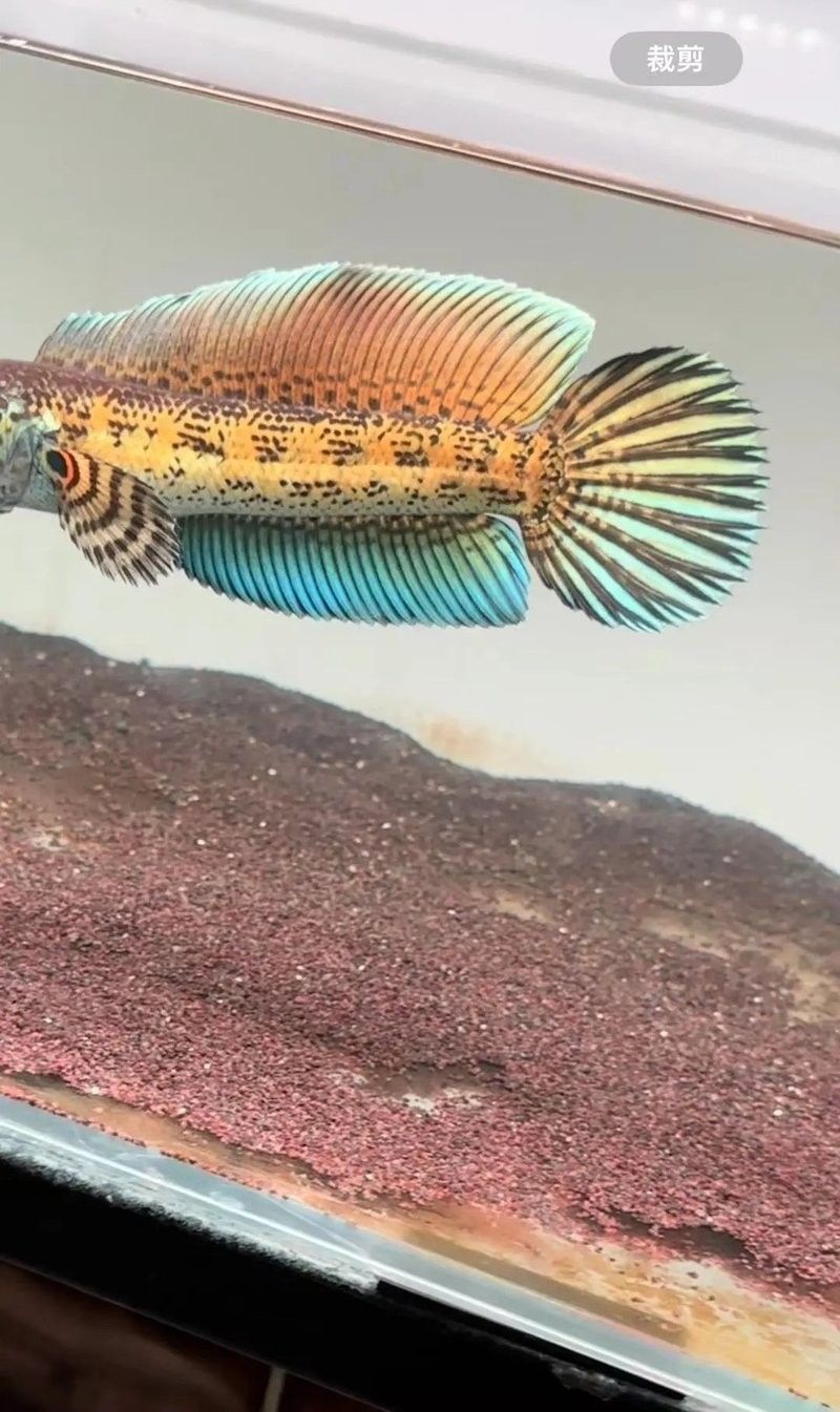 雷龍魚長帆