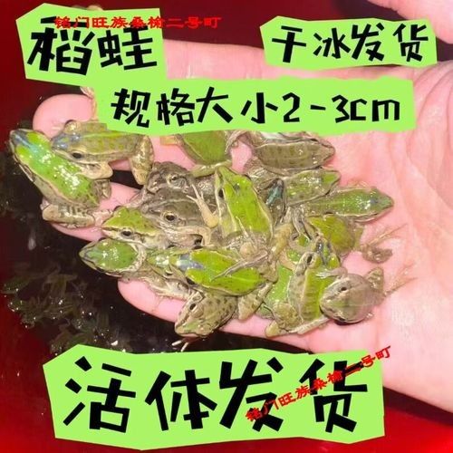雷龍魚長帆