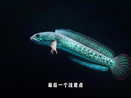 雷龍魚長帆