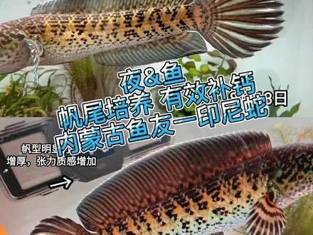 雷龍魚長帆