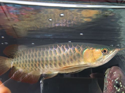 紅龍魚發色最不好的圖片