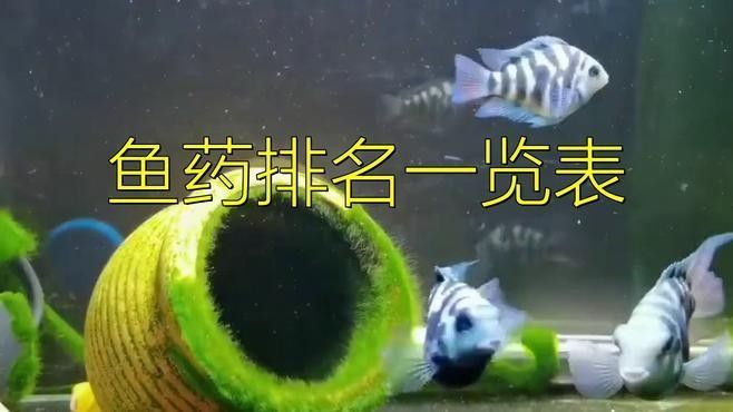龍魚專用藥什么品牌好一點