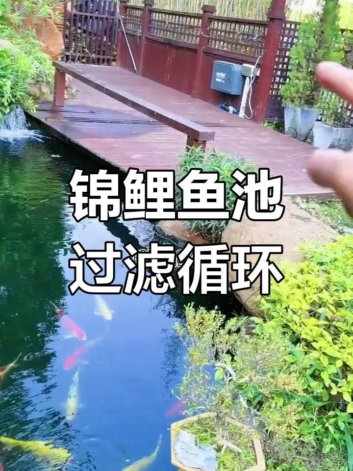 龍魚和錦鯉混養需要哪些設備？ 龍魚和錦鯉混養需要哪些設備？ 龍魚百科 第1張