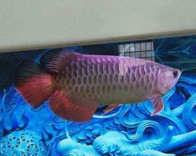 龍魚觀賞價值（龍魚養(yǎng)殖技巧分享，龍魚與風(fēng)水關(guān)系探究，如何挑選優(yōu)質(zhì)龍魚？）