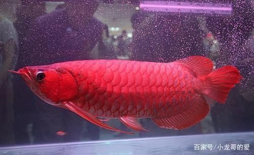 龍魚觀賞價值（龍魚養殖技巧分享，龍魚與風水關系探究，如何挑選優質龍魚？）