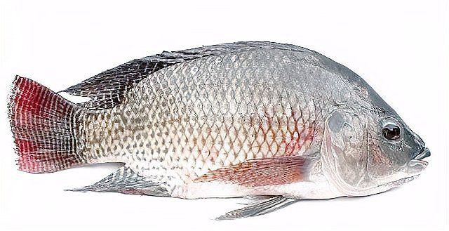 羅非魚為什么叫鯛魚