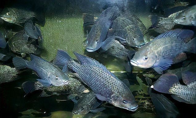 羅非魚為什么叫鯛魚