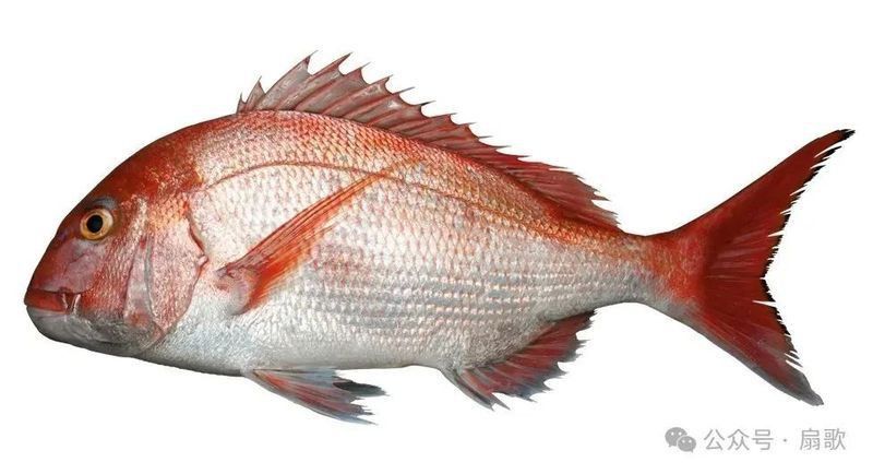 羅非魚為什么叫鯛魚