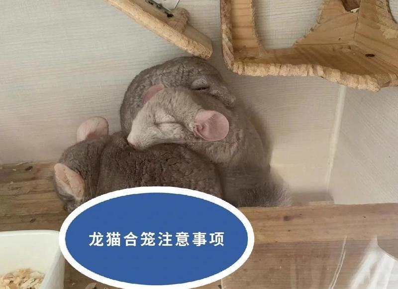 如何避免龍貓合籠后的沖突？