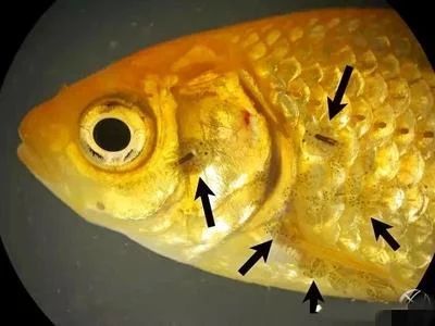 龍魚肚皮有紅點：龍魚肚皮上的紅點可能是由多種因素引起的，可能是由多種因素引起的