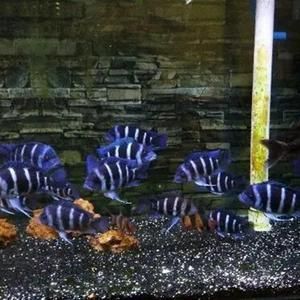 布隆迪可以和龍魚混養嗎（布隆迪與龍魚可以混養嗎）