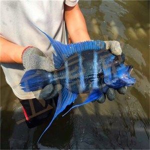 布隆迪可以和龍魚混養嗎（布隆迪與龍魚可以混養嗎）