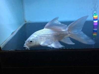 蝴蝶鯉能跟龍魚混養(yǎng)嗎？怎么養(yǎng)活？：蝴蝶鯉和龍魚是可以混養(yǎng)的,它們對溫度的要求差別不大