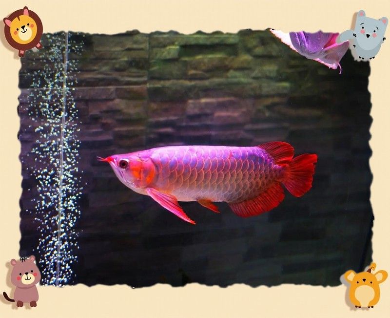 紅龍發色期需要多大的魚缸？