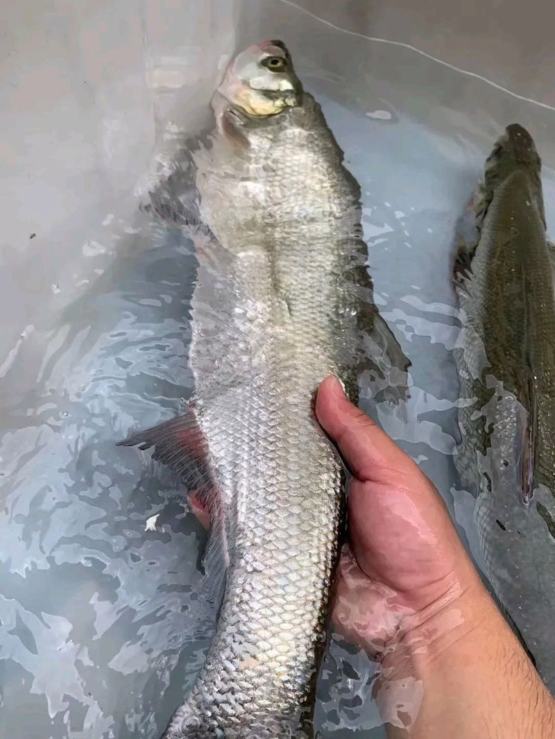 翹嘴魚和金龍魚的區(qū)別是什么