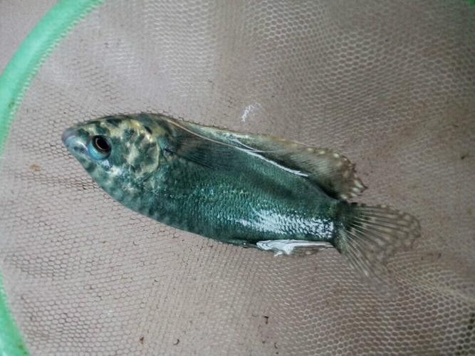 藍龍魚長什么樣子圖片大全圖解